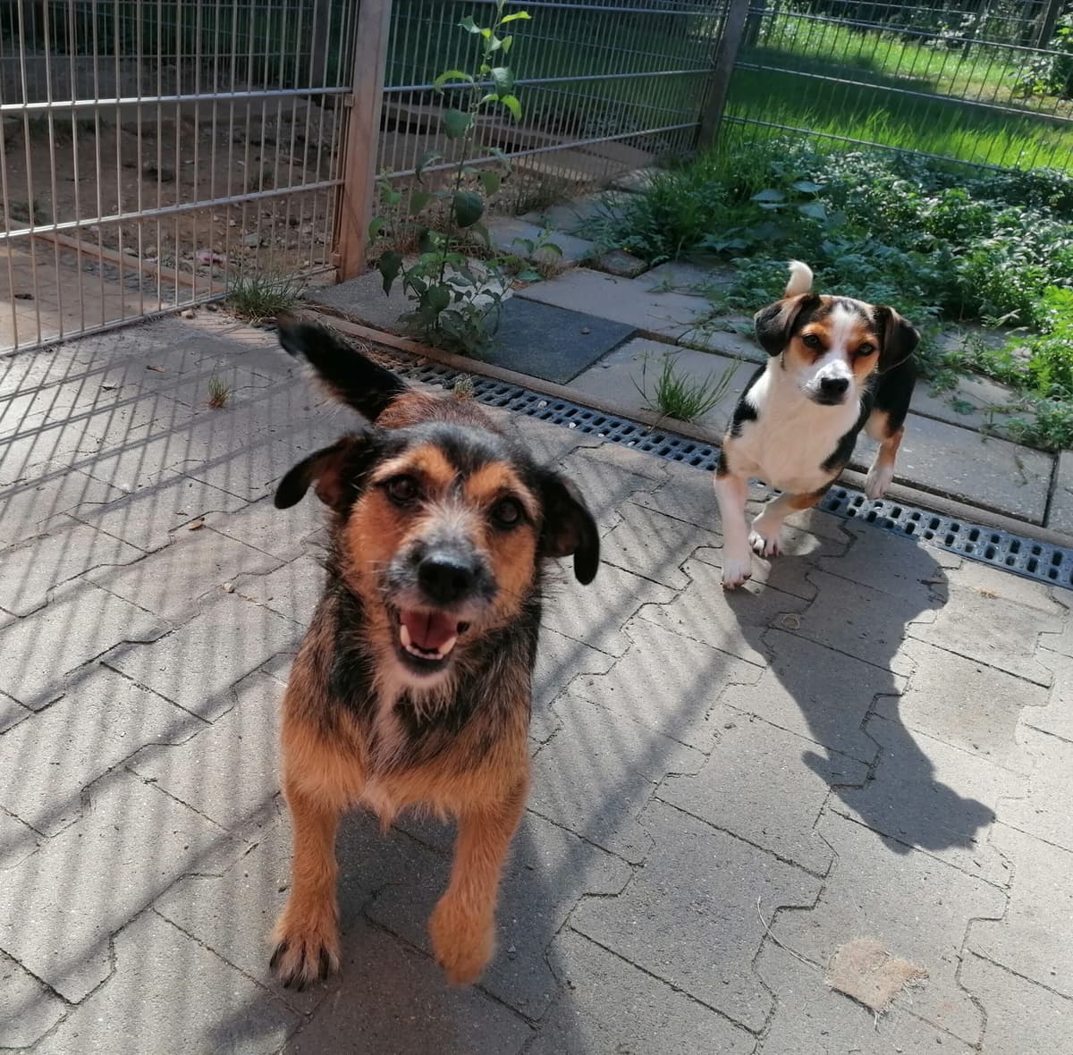 Casey -  - Bild 1