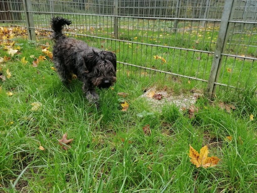 Hanni -  - Bild 2