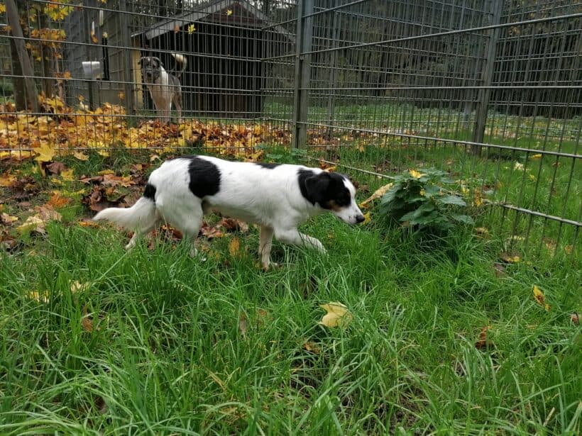 Casper -  - Bild 1