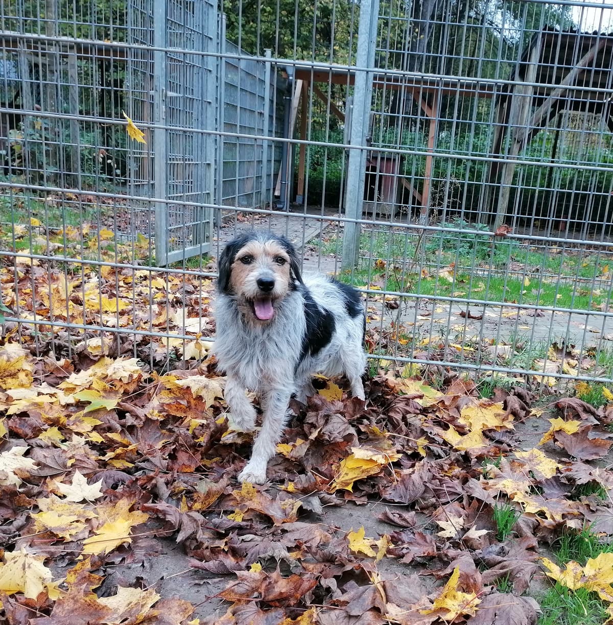 Arno -  - Bild 1