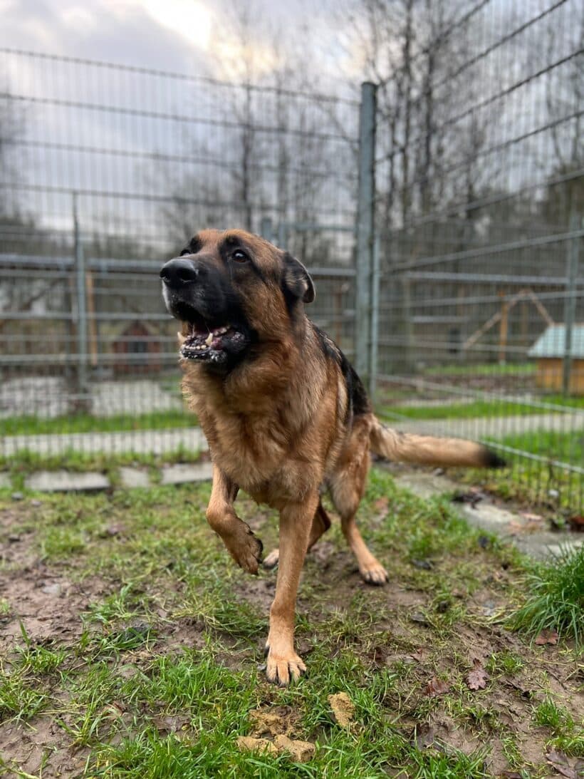 Samy - Deutscher Schäferhund - Bild 5