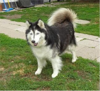 Alaskan Malamute-Mix Smilla