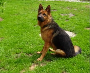 Deutscher Schäferhund Tizian