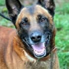 Dexter - Belgischer Schäferhund - Bild 5