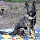 Toffee - Deutscher Schäferhund - Bild 5