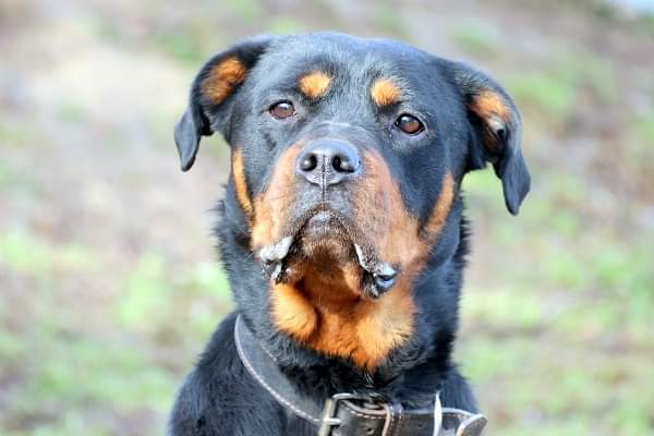 Rottweiler Elfriede