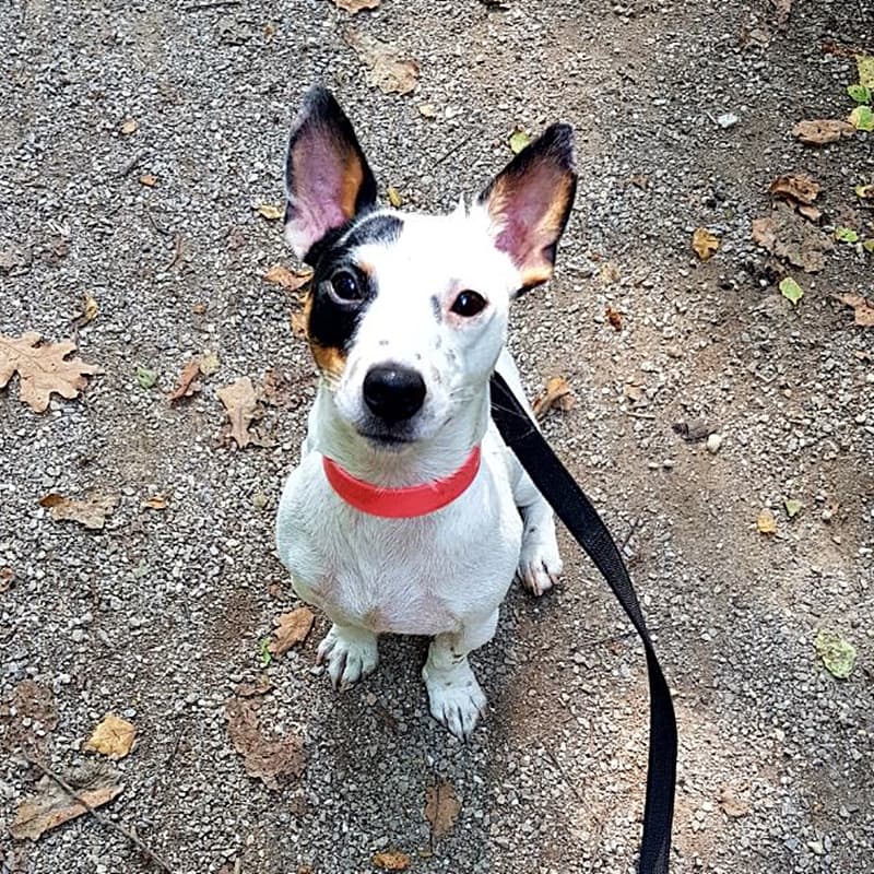 Jack - Jack Russell Terrier - Bild 3