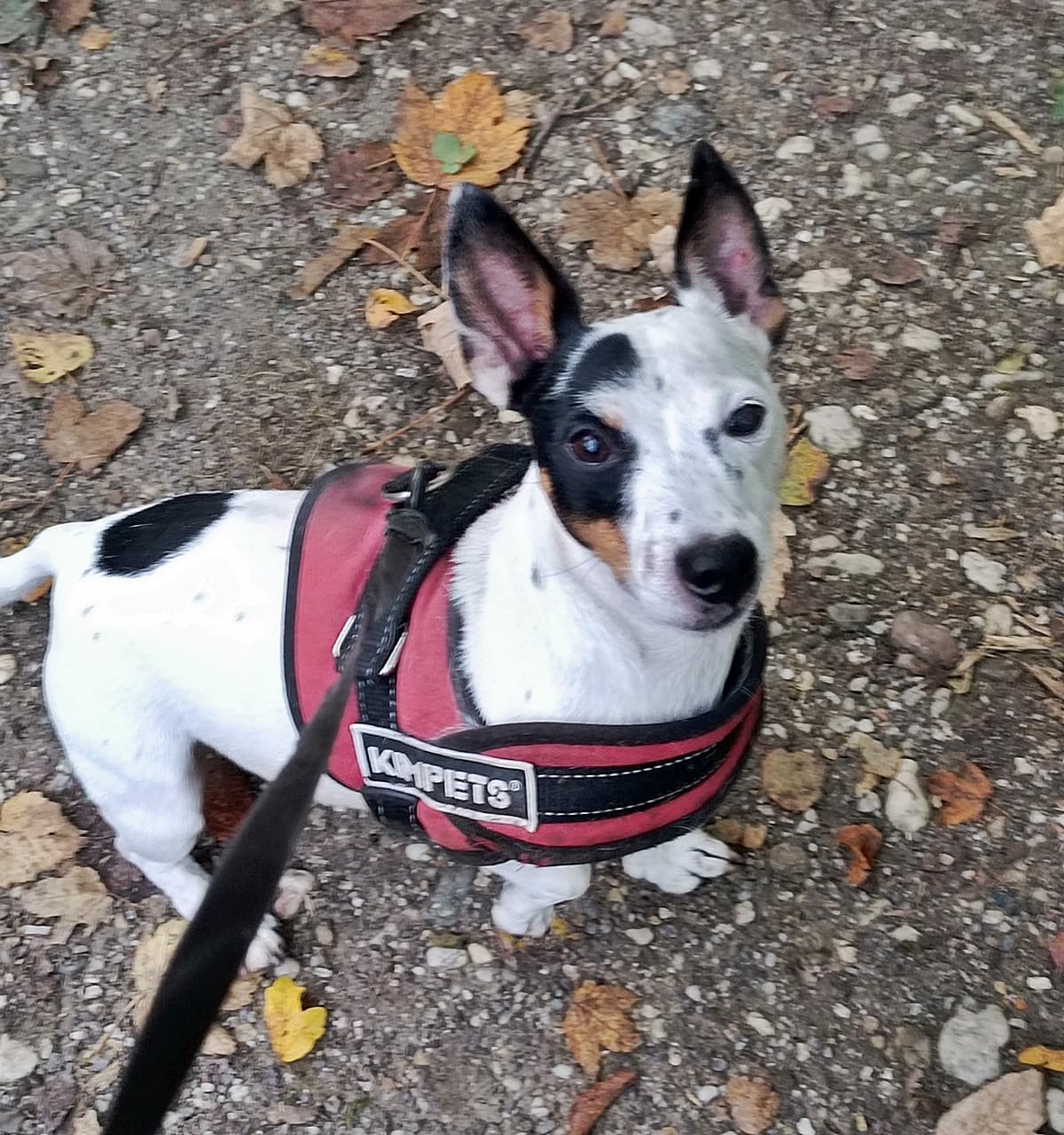 Jack - Jack Russell Terrier - Bild 7