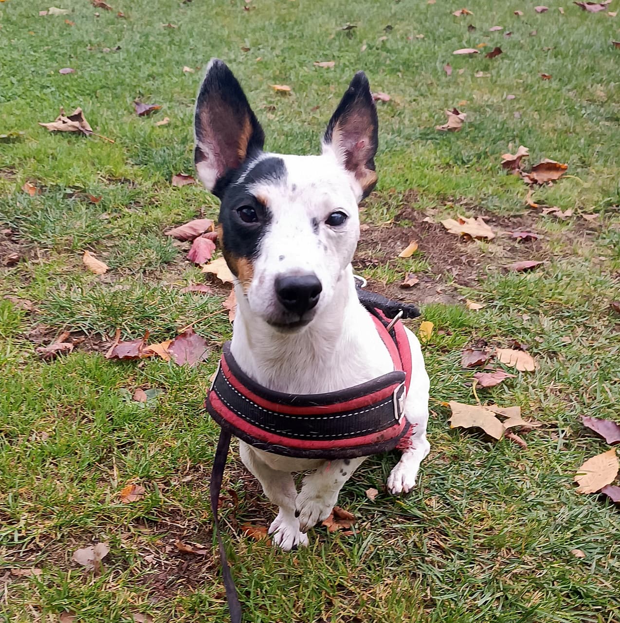 Jack - Jack Russell Terrier - Bild 10