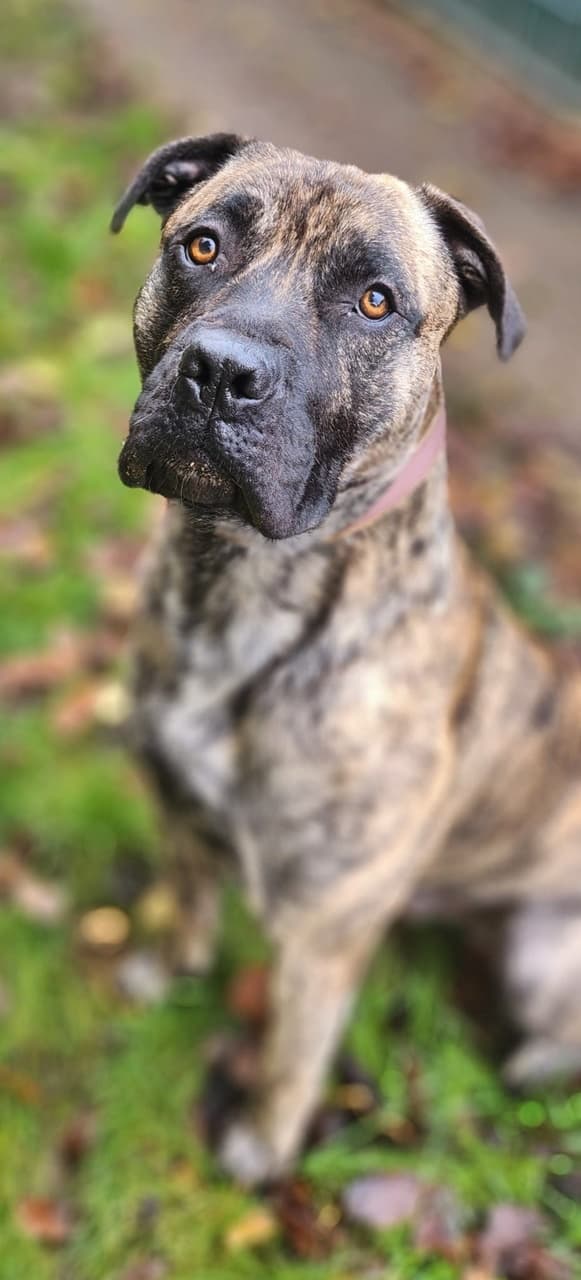 Knutschkugel baba - Deutsche Dogge - Bild 21