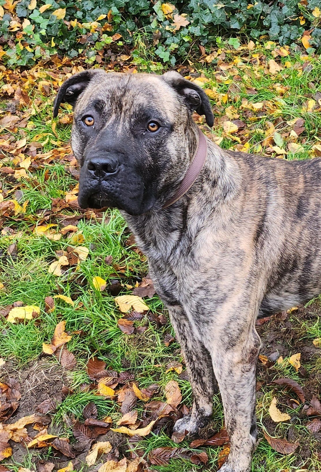 Knutschkugel baba - Deutsche Dogge - Bild 20