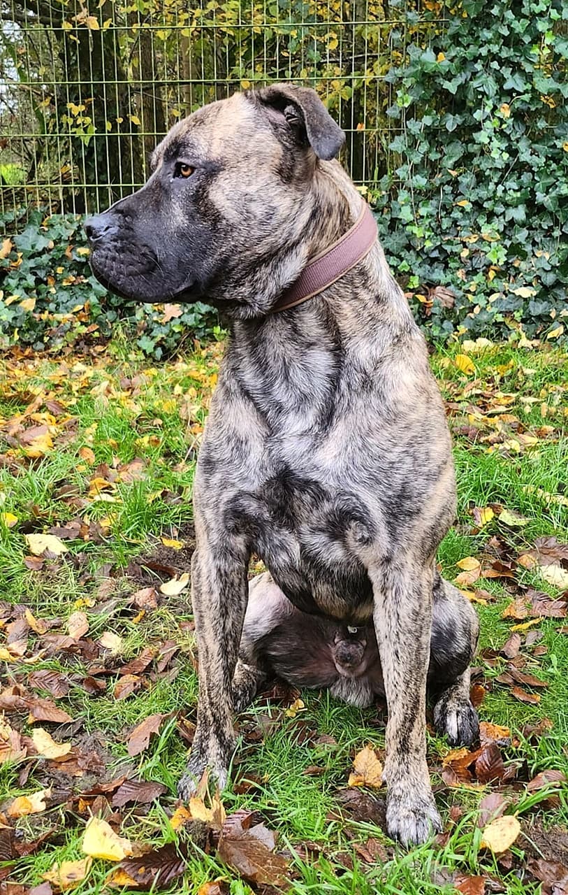 Knutschkugel baba - Deutsche Dogge - Bild 14