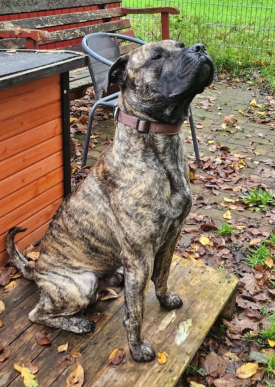 Knutschkugel baba - Deutsche Dogge - Bild 16