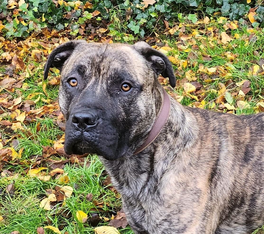 Knutschkugel baba - Deutsche Dogge - Bild 4