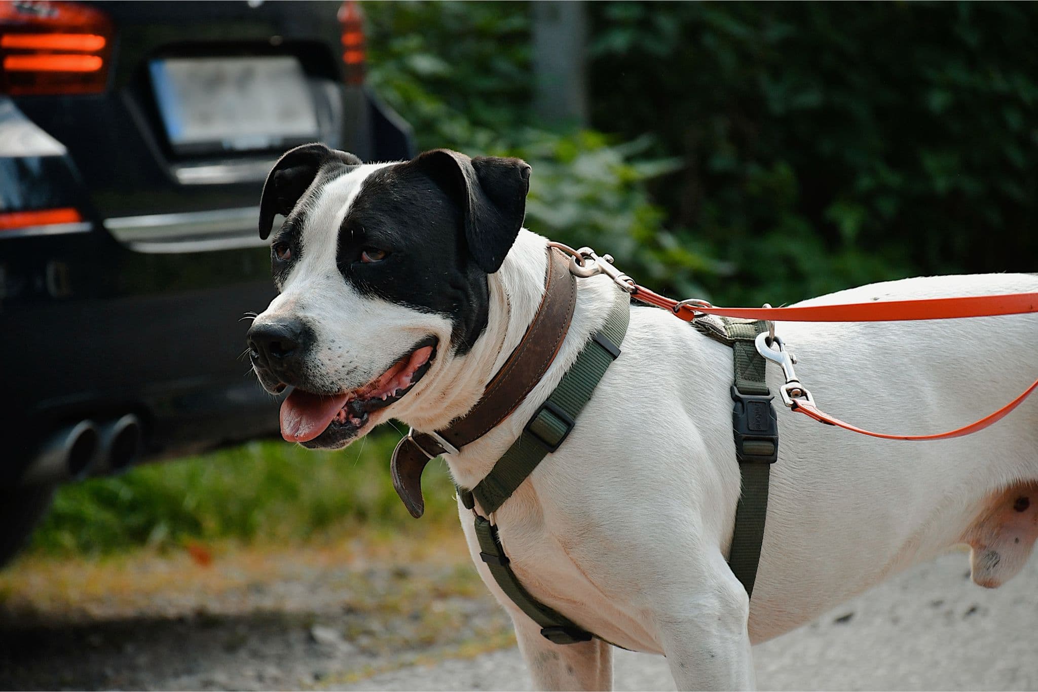 Cookie - American Staffordshire Terrier - Bild 10