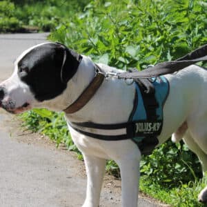 Cookie - American Staffordshire Terrier - Bild 5