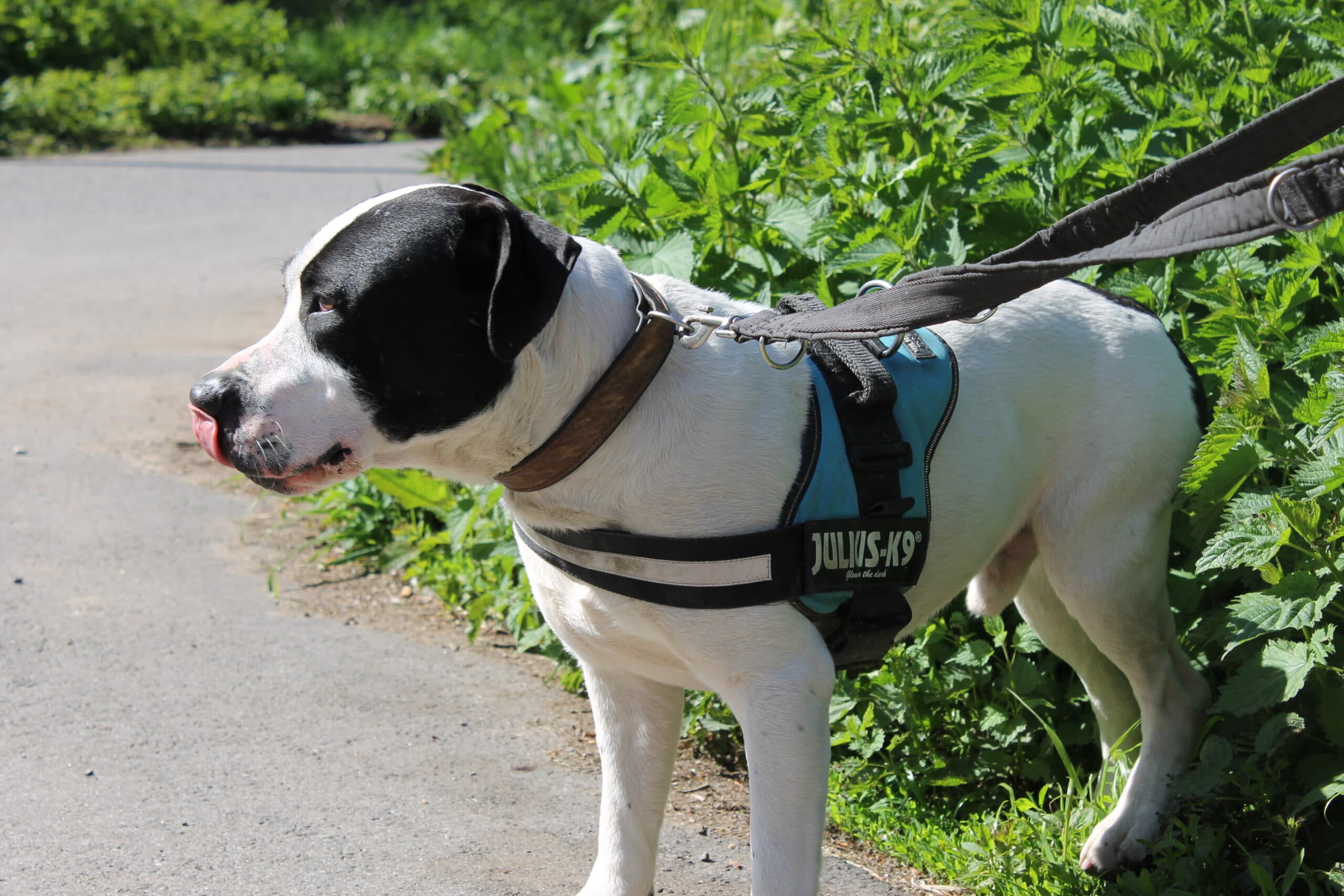 Cookie - American Staffordshire Terrier - Bild 4