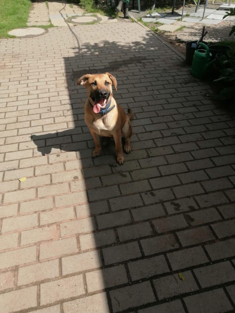 Blaze - Belgischer Schäferhund - Bild 2