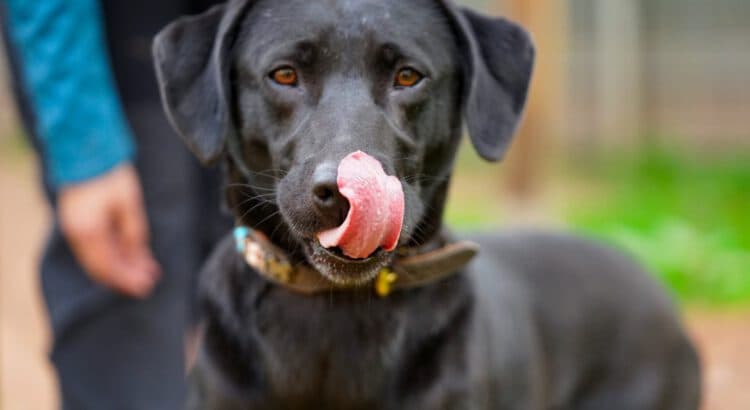 Labrador Retriever-Mix Paddy