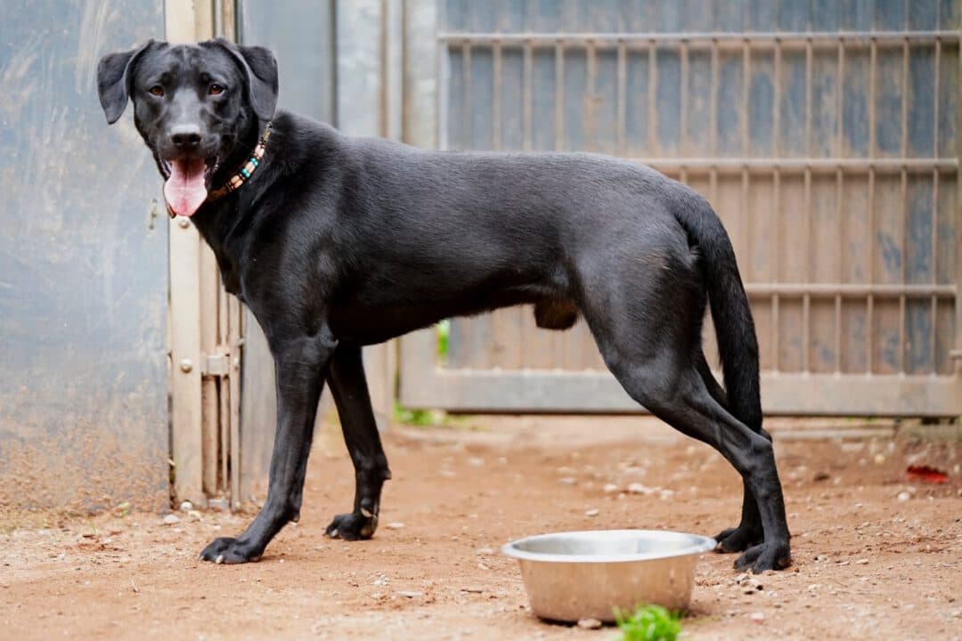 Paddy - Labrador Retriever - Bild 4