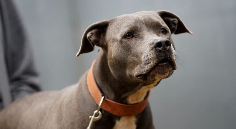 American Staffordshire Terrier-Mix Bonnie