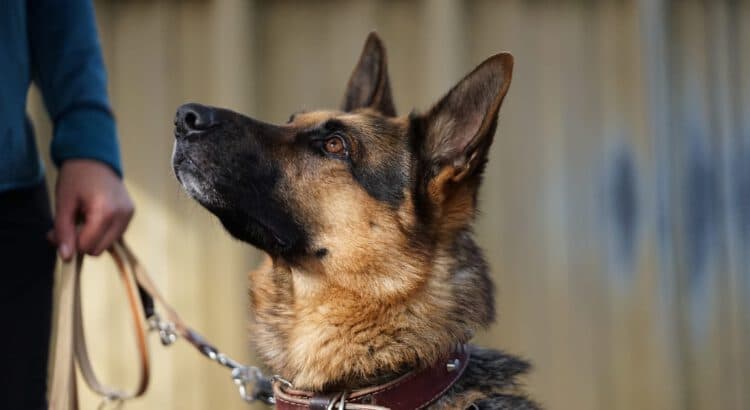 Deutscher Schäferhund Kodi