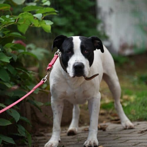 Cookie - American Staffordshire Terrier - Bild 9