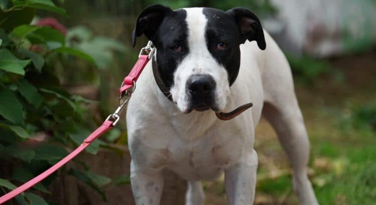 American Staffordshire Terrier-Mix Cookie