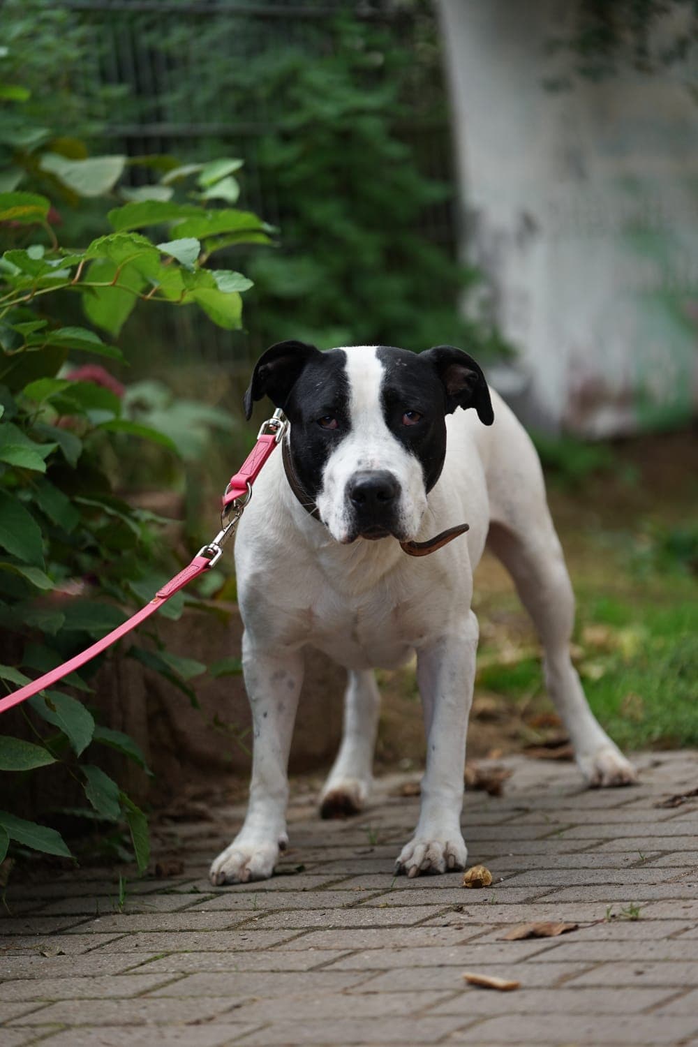 Cookie - American Staffordshire Terrier - Bild 8