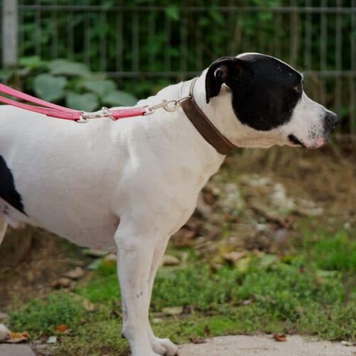 Cookie - American Staffordshire Terrier - Bild 7