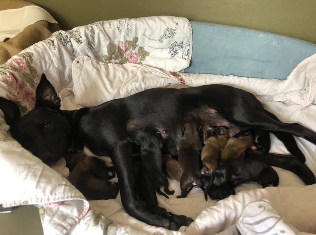 Welpen - Podenco Canario - Bild 2