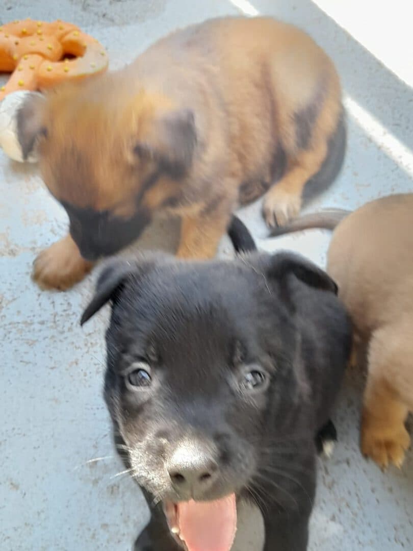 Welpen - Podenco Canario - Bild 4