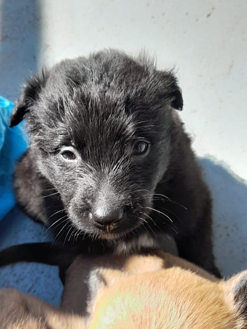 Welpen - Podenco Canario - Bild 5