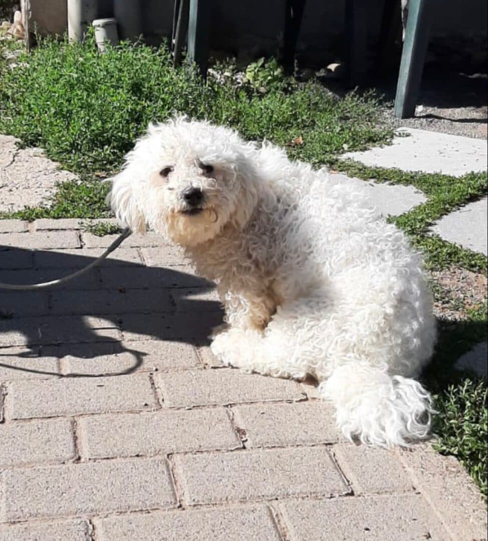 Scotty - Bichon Frisé - Bild 4