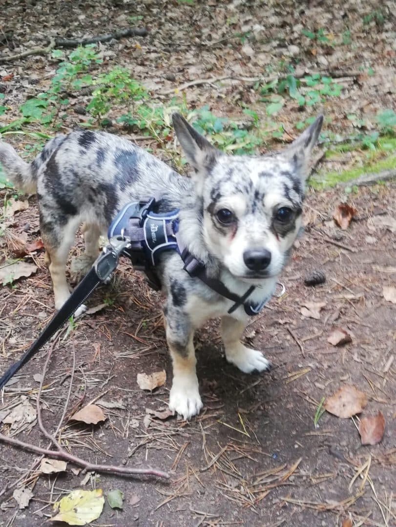 Heinz - Chihuahua - Bild 5