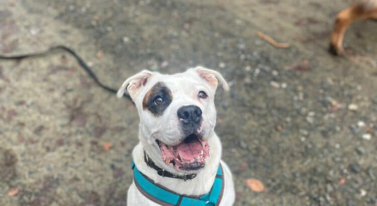 Englische Bulldogge Emma