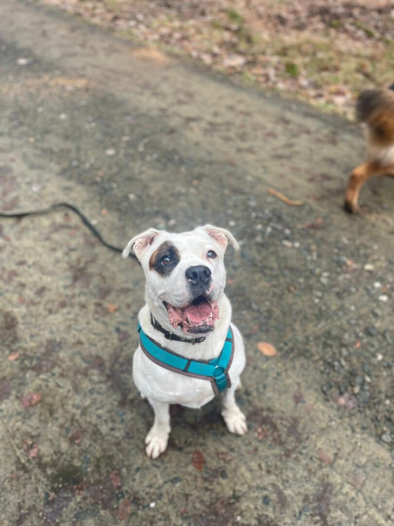 Emma - Englische Bulldogge - Bild 2