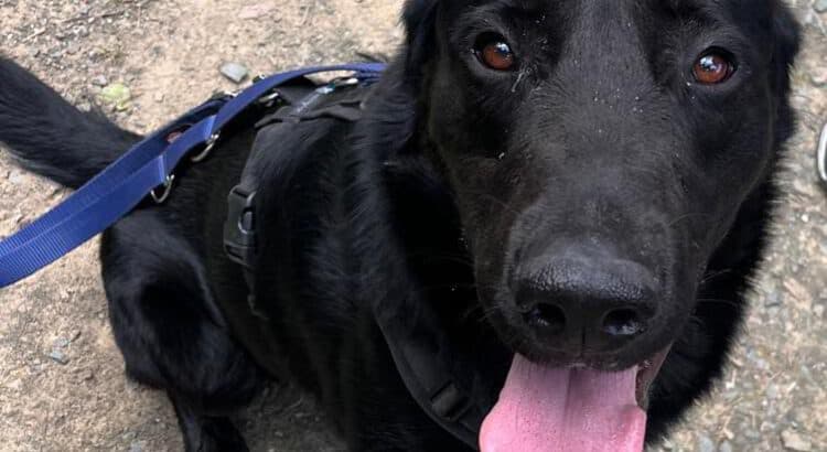 Labrador Retriever-Mix Nero