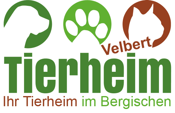 Siberian Husky-Mix Husky-mix