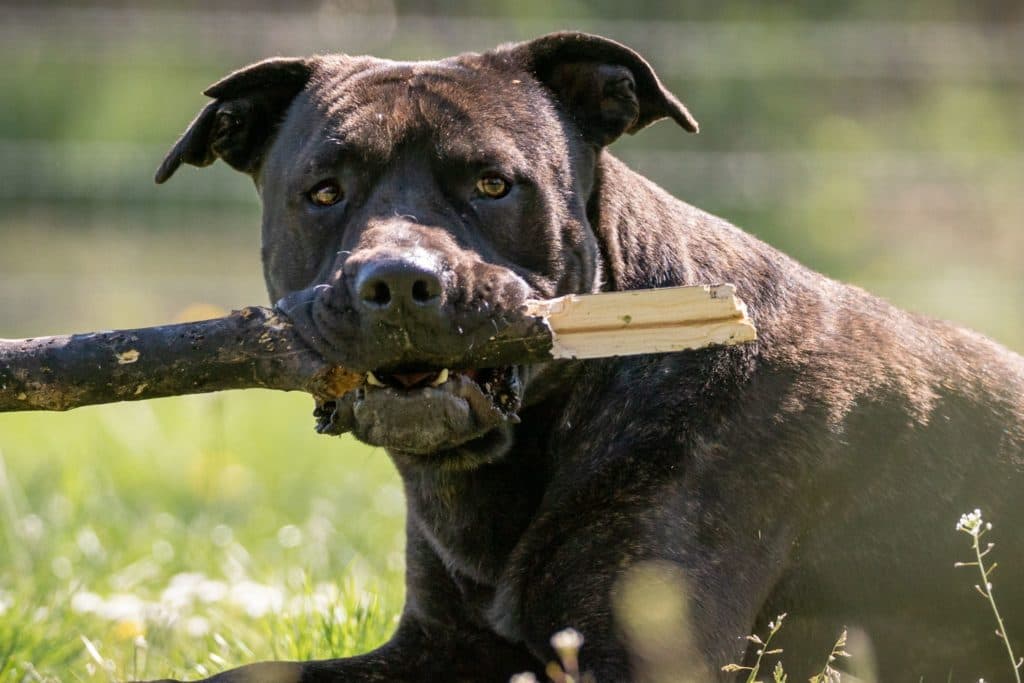 Bulli - Cane Corso Italiano - Bild 7