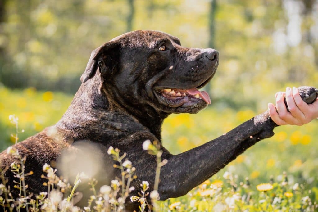 Bulli - Cane Corso Italiano - Bild 11