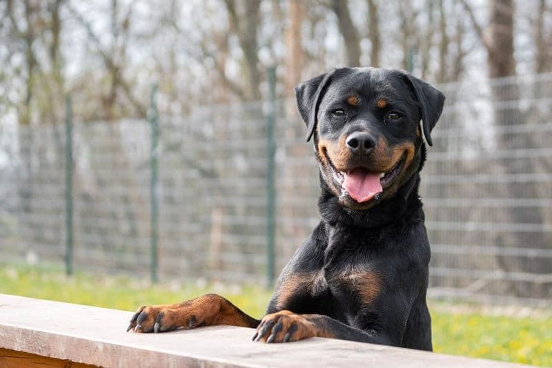 Rottweiler Molly