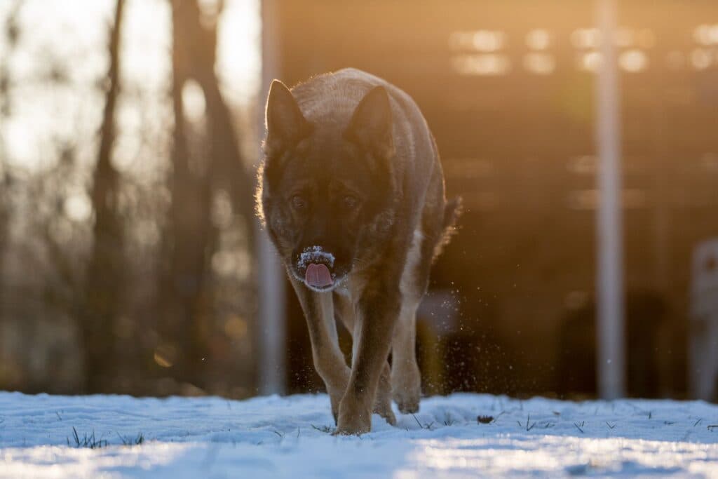Cora - Deutscher Schäferhund - Bild 6