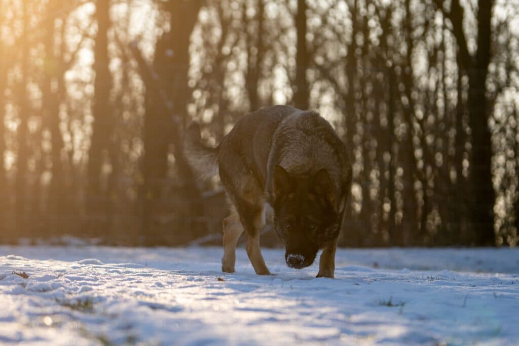 Cora - Deutscher Schäferhund - Bild 5