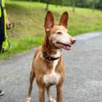 Sancho - Podenco Canario - Bild 10