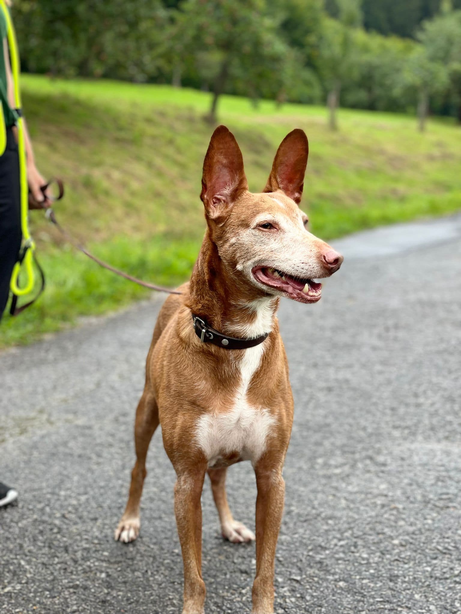 Sancho - Podenco Canario - Bild 5