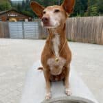 Sancho - Podenco Canario - Bild 6