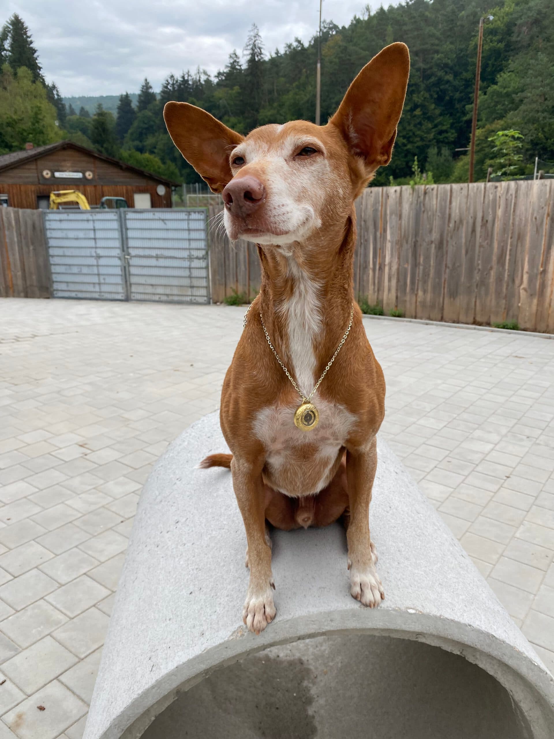 Podenco Canario Sancho