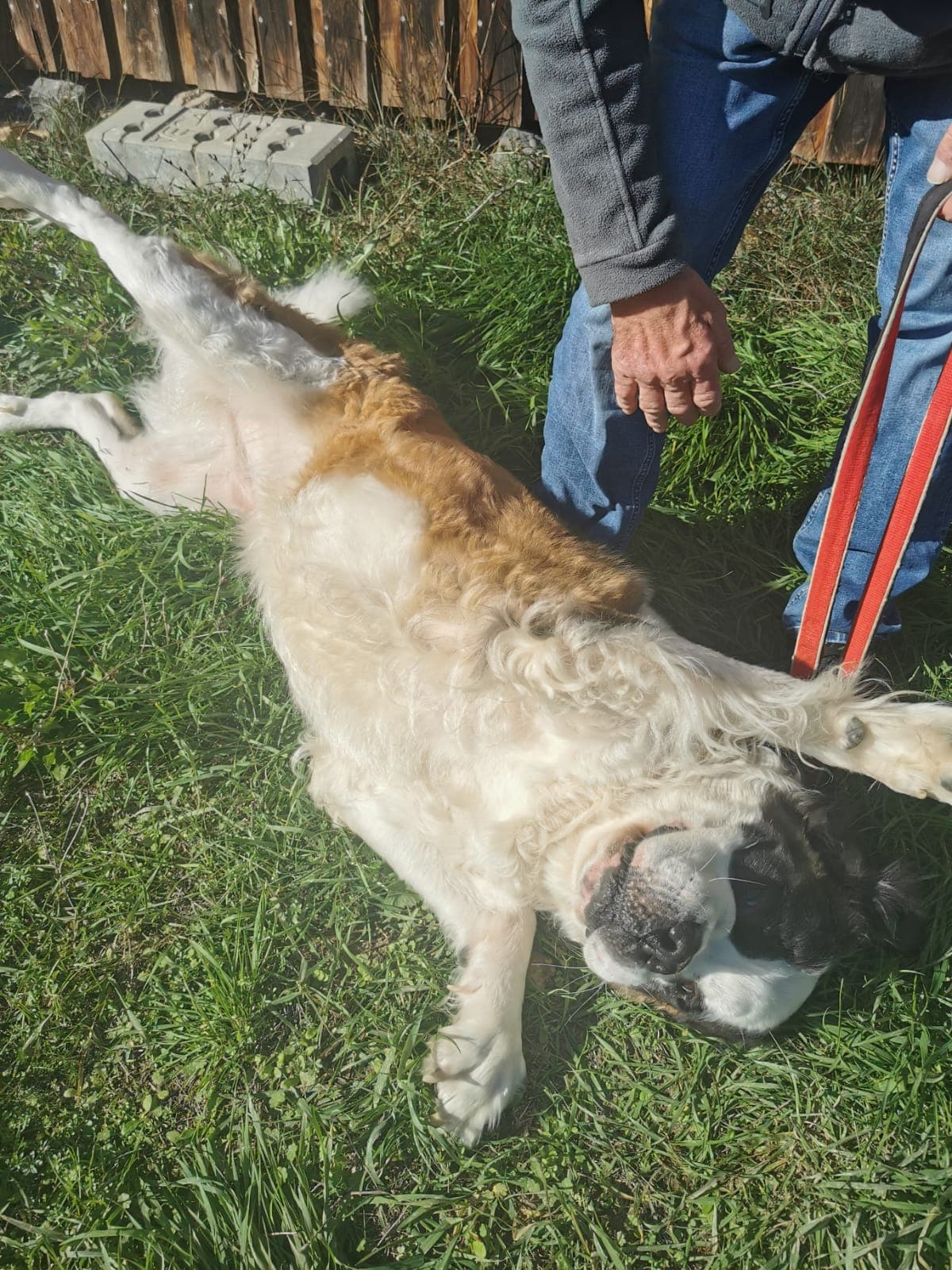 Marry-Lee - Bernhardiner - Bild 2