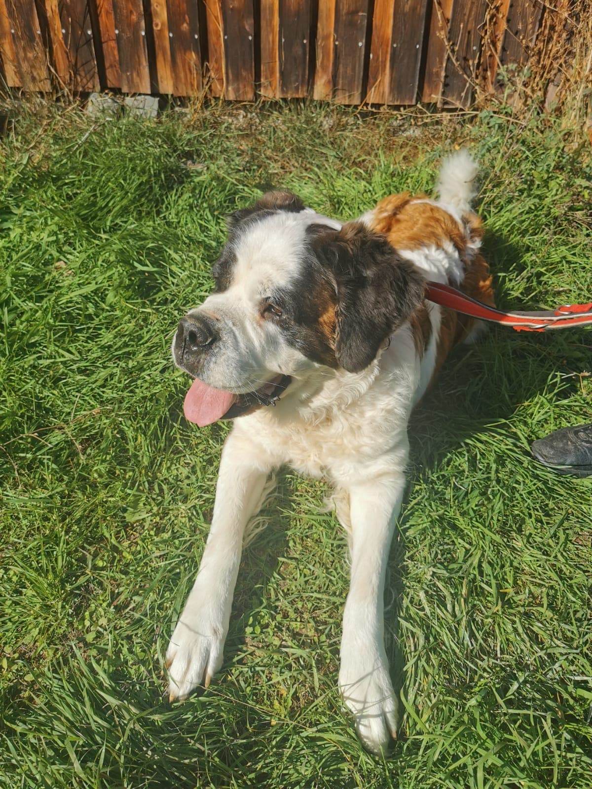 Marry-Lee - Bernhardiner - Bild 4